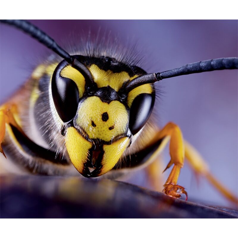 Papier peint panoramique XL WASP 300 x 250 cm