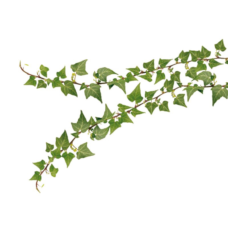 Sticker NATURE coloris vert lierre