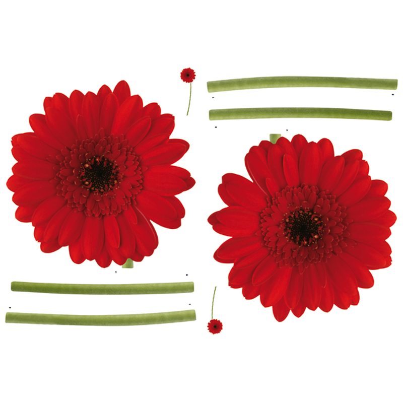 Sticker GERBERAS coloris rouge coquelicot