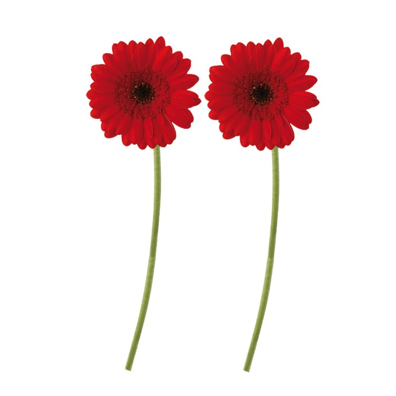 Sticker GERBERAS coloris rouge coquelicot