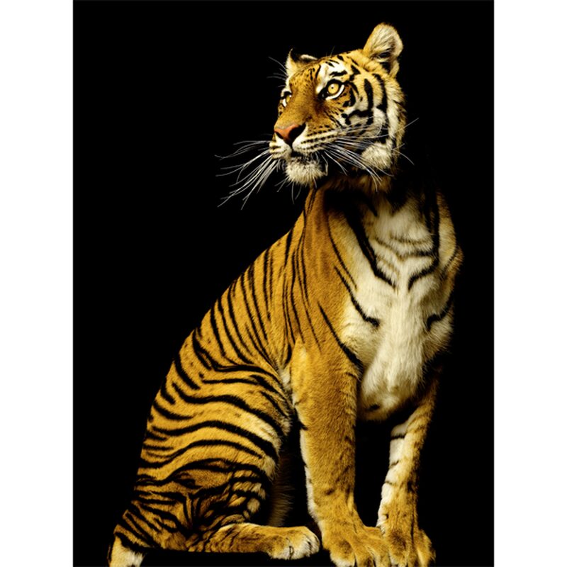 Papier peint panoramique L TIGER 200 x 270 cm