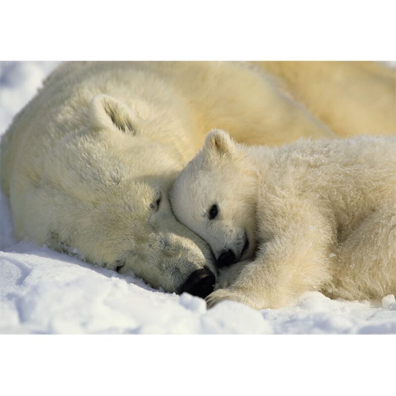 Poster extra large OURS POLAIRES 184 x 127 cm