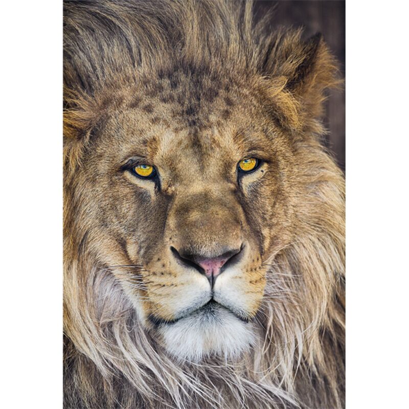 Poster extra large LION 127 x 184 cm