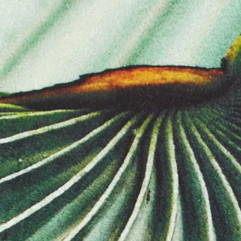 Coussin COLTAX coloris vert palmier 45 x 45 cm