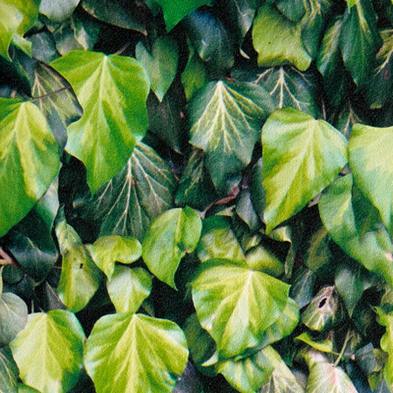 Papier peint intissé LIERRE coloris vert mousse