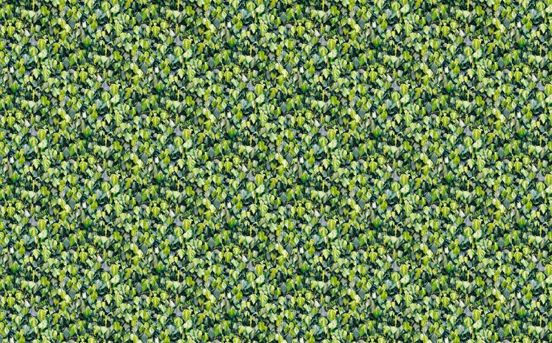 Papier peint intissé LIERRE coloris vert mousse