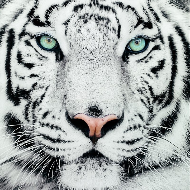 Tableau en verre TIGER EYES 70 x 70 cm