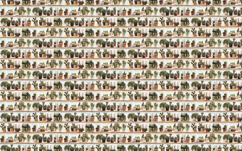 Papier peint intissé ÉTAGÈRE CACTUS BY KOZIEL coloris vert feuille