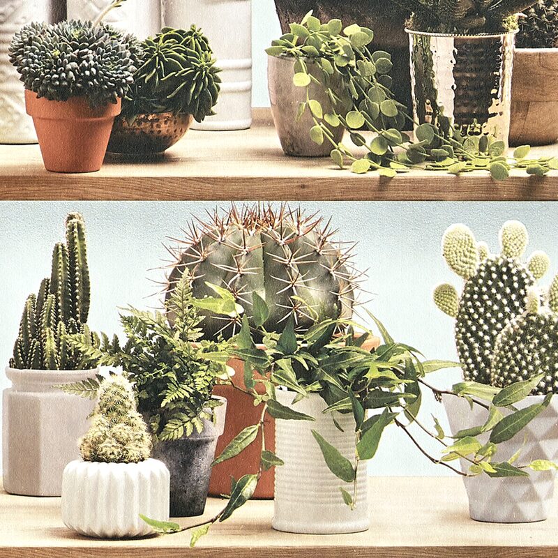 Papier peint intissé ÉTAGÈRE CACTUS BY KOZIEL coloris vert feuille