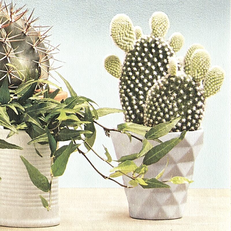 Papier peint intissé ÉTAGÈRE CACTUS BY KOZIEL coloris vert feuille
