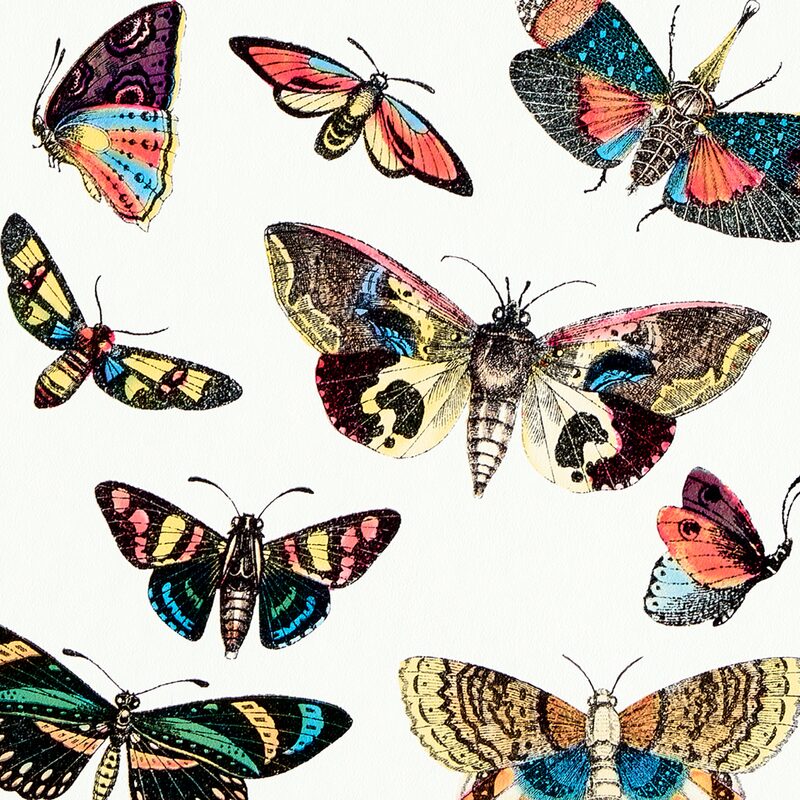 Papier peint intissé HISTORIAE NATURALIS coloris blanc