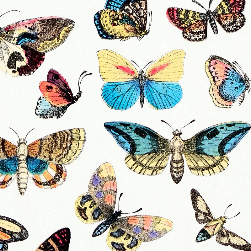 Papier peint intissé HISTORIAE NATURALIS coloris blanc