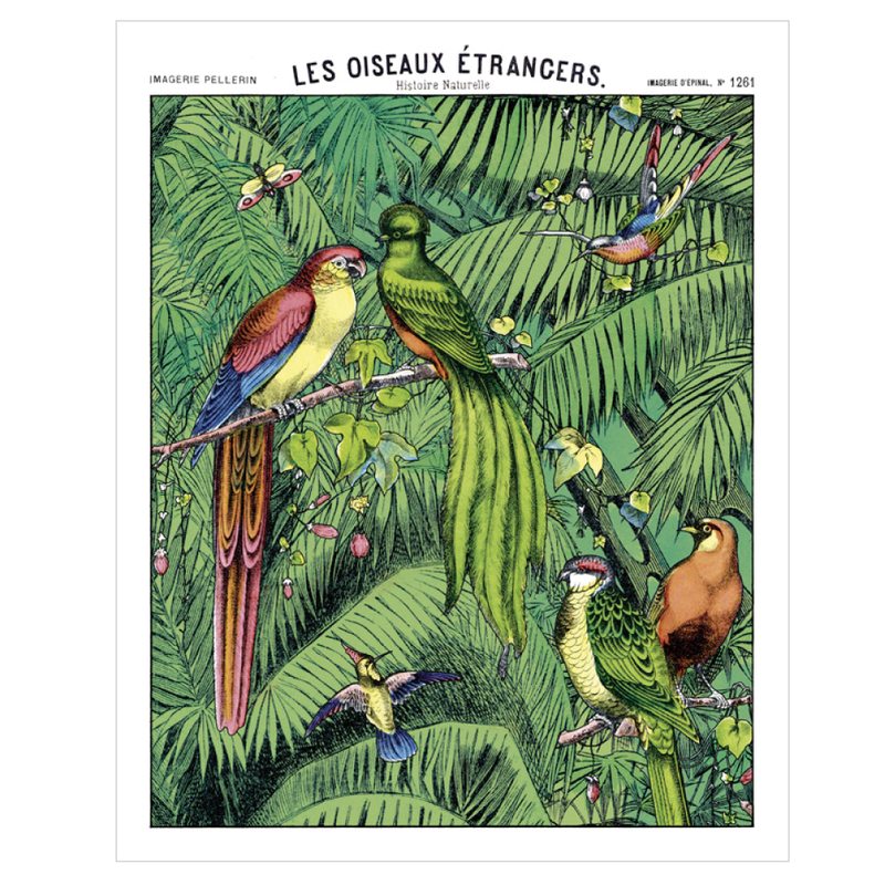 Affiche OISEAUX ETRANGERS 40 x 50 cm