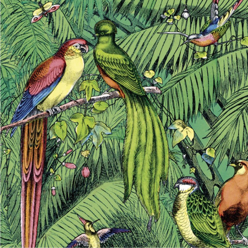 Affiche OISEAUX ETRANGERS 40 x 50 cm