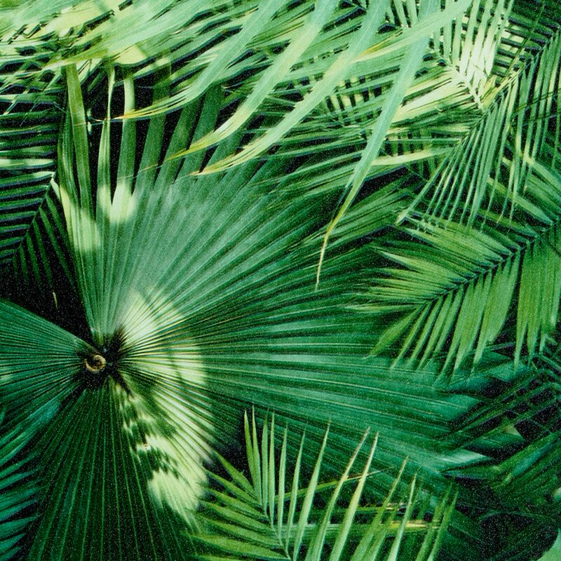 Papier peint intissé RAINFOREST coloris vert feuille