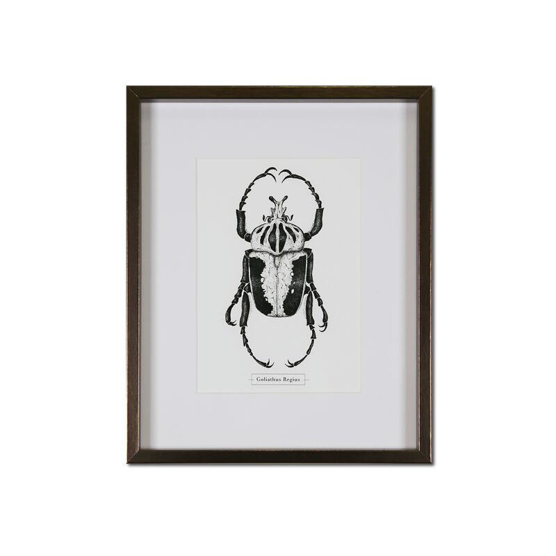 Image encadrée GOLIATHUS 24 x 30 cm