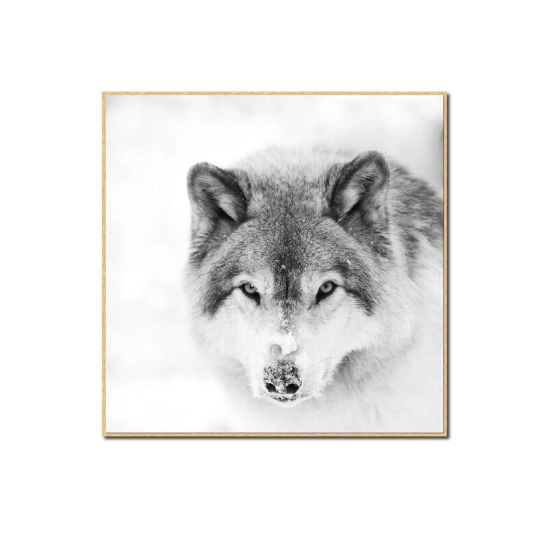 Tableau SNOW WOLF 40 x 40 cm