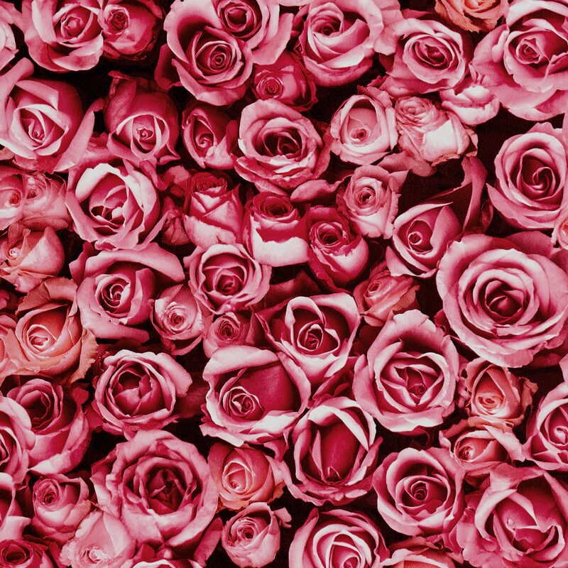 Papier peint intissé LOVELY coloris rose fuchsia
