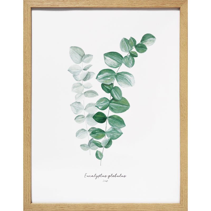 Image encadrée EUCALYPTUS LEAF 30 x 40 cm