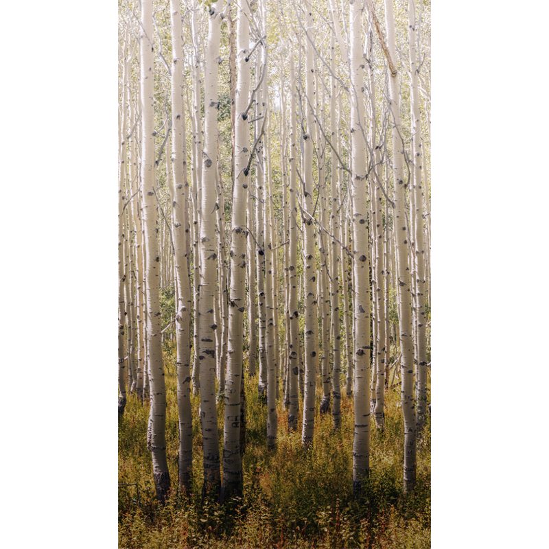 Papier peint panoramique L BIRCH TREE 159 x 280 cm