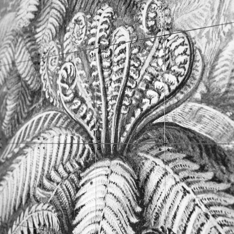 Panneau décoratif FERNS ERNST HAECKEL 80 x 100 cm