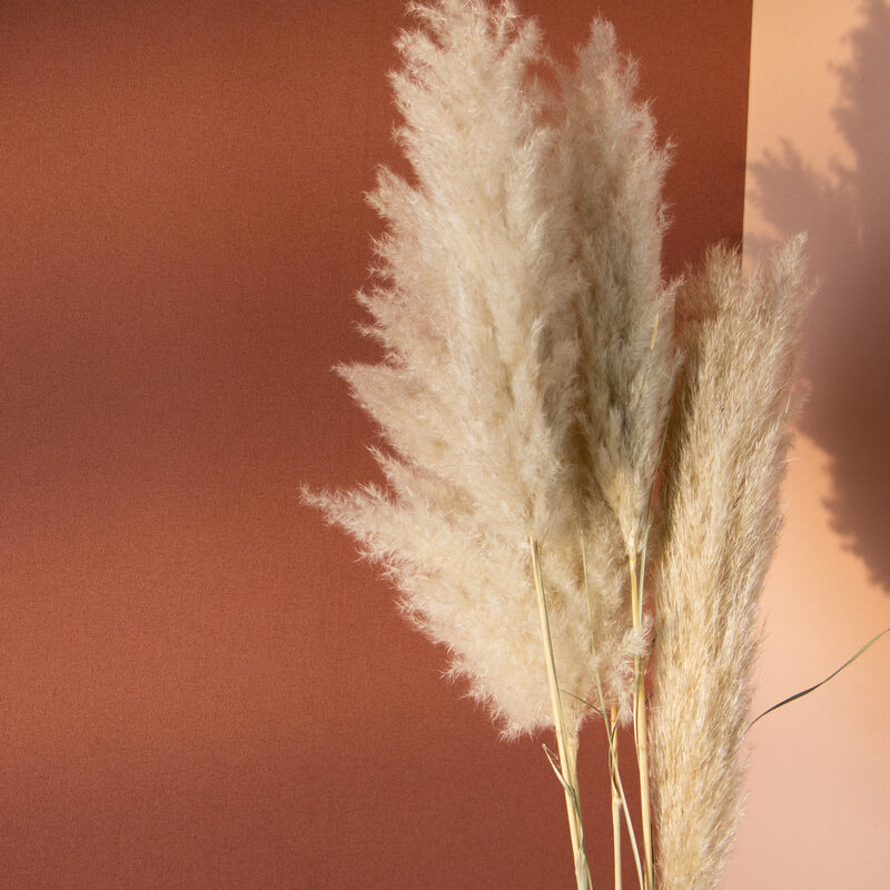 Fleurs séchées CORTADERIA PLUM coloris blanc extra