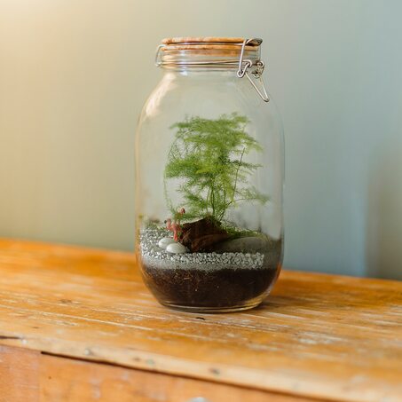 Kit TERRARIUM - ASPARAGUS