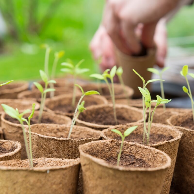 Coffret de jardinage JARDINER SANS SE PLANTER