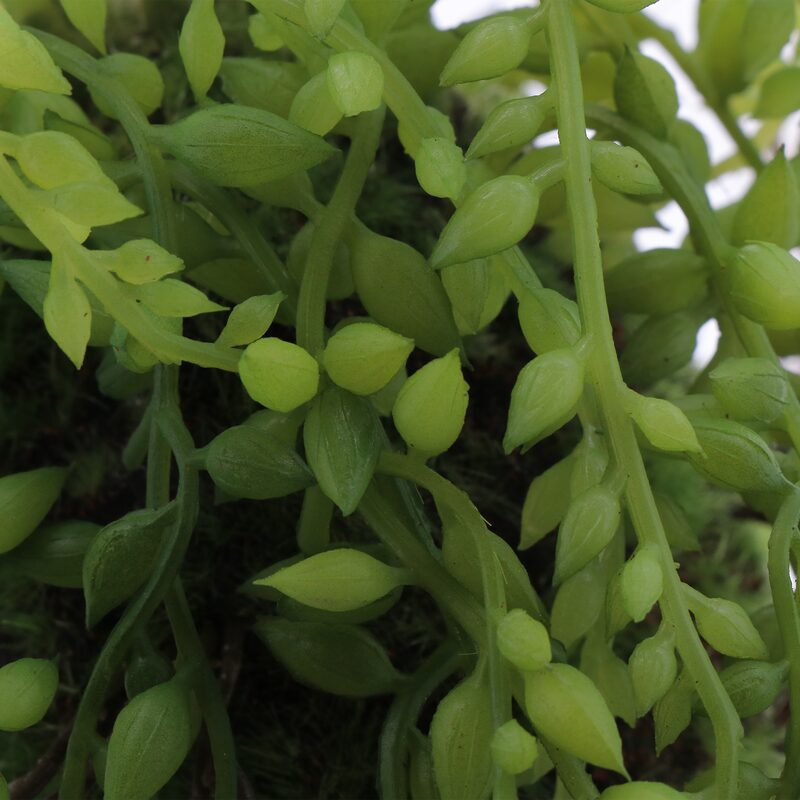 Plante artificielle SENECIO coloris vert