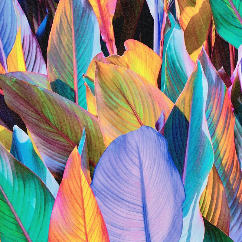 Papier peint intissé OLINDA coloris multicolore