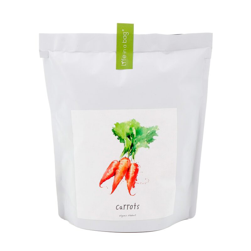 Plante CAROTTE coloris blanc