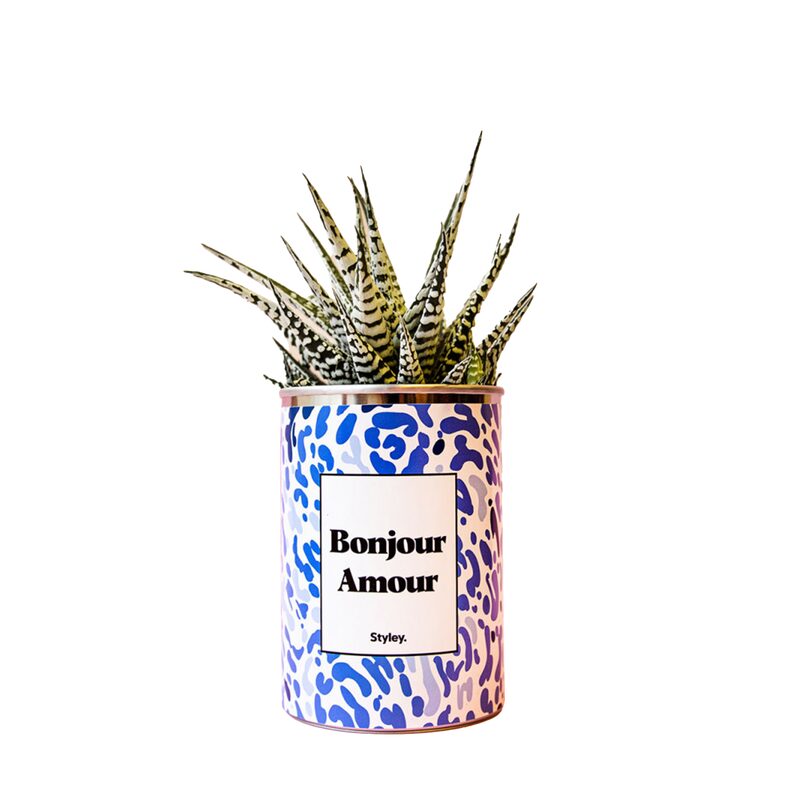 Plante BONJOUR AMOUR coloris bleu