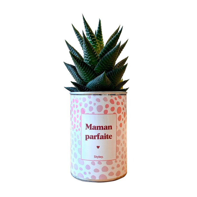 Plante MAMAN PARFAITE coloris rose