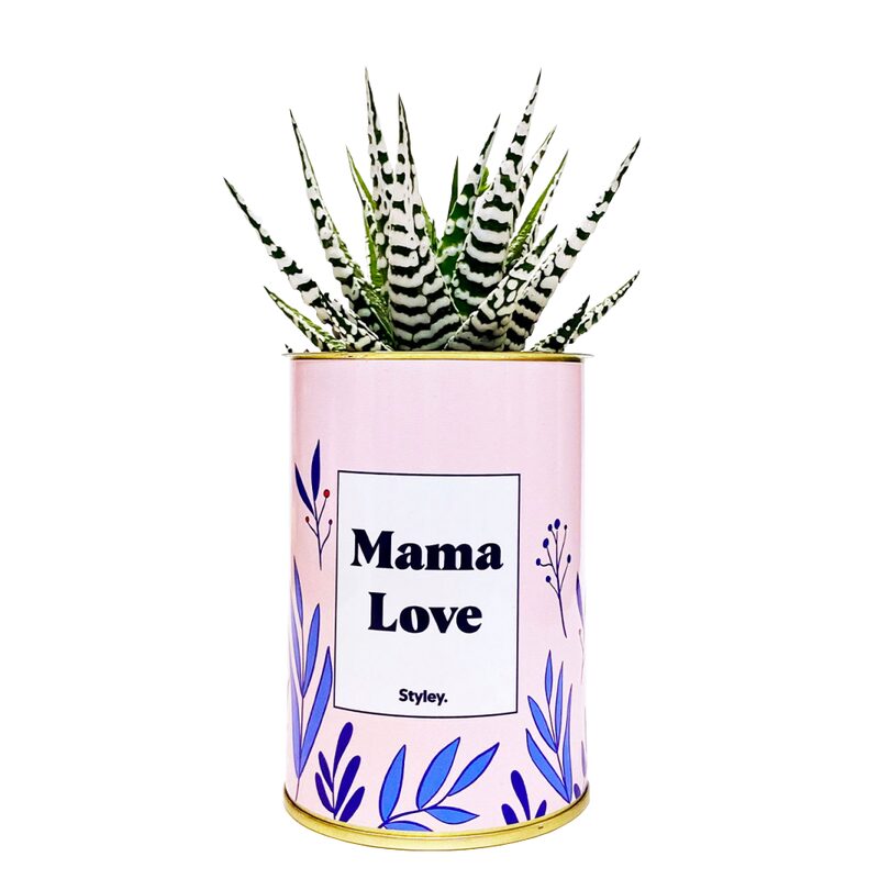 Plante MAMA LOVE coloris rose