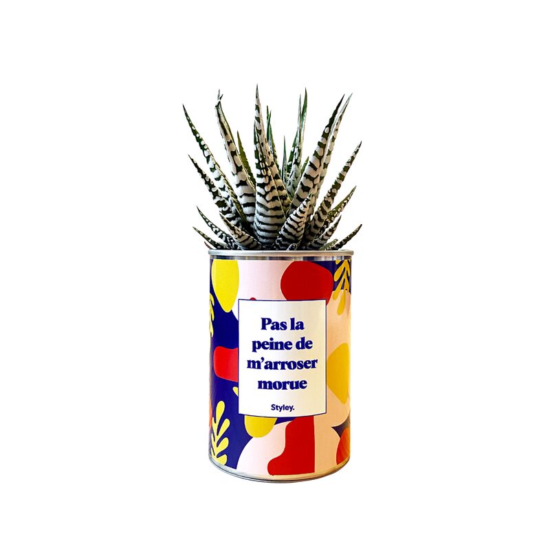Plante PAS LA PEINE DE M'ARROSER MORUE coloris multicolore