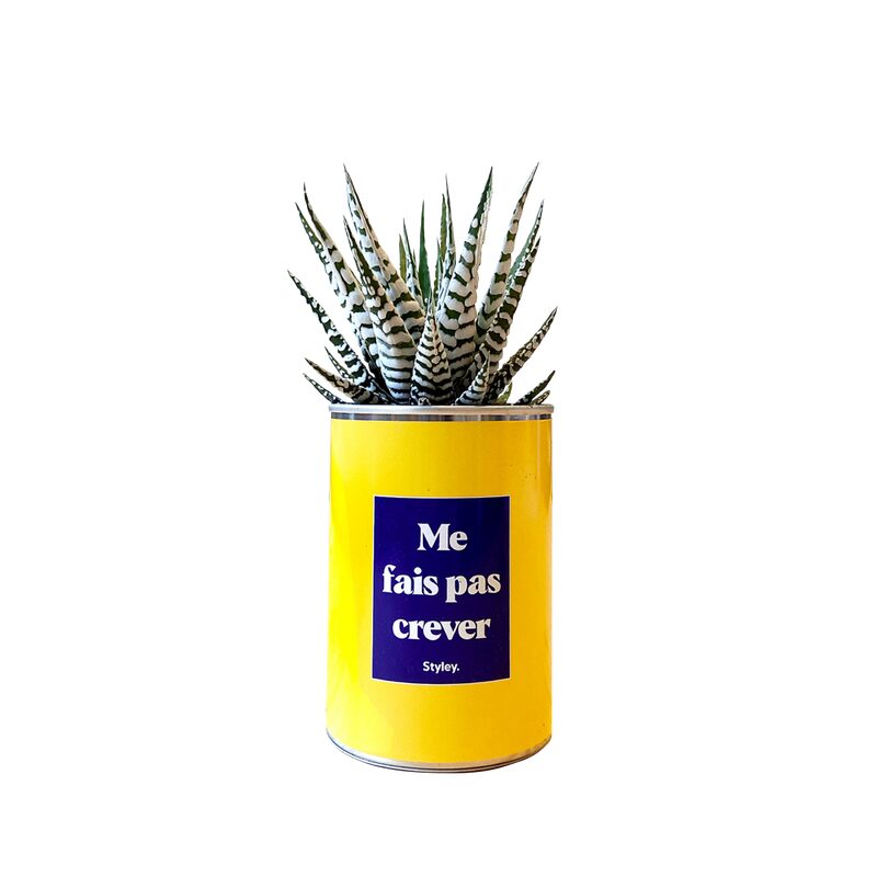 Plante ME FAIS PAS CREVER coloris jaune