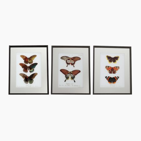 Tableau LEPIDOPTERA coloris multicolore