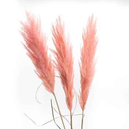 Amadeus Cades Fleurs séchées PAMPA ROSE coloris rose