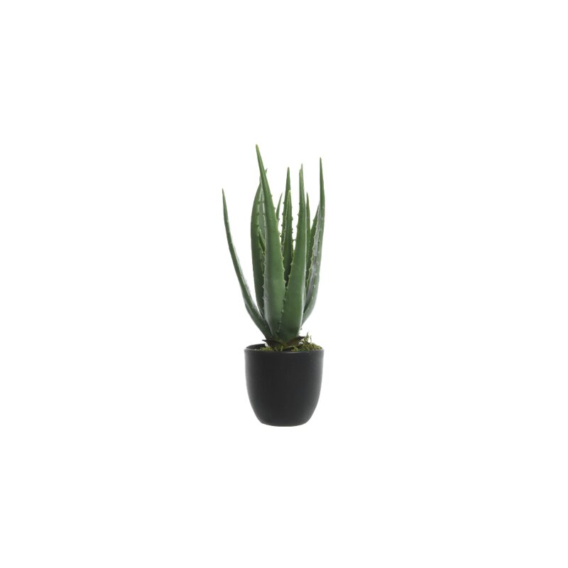 Plante ALOE VERA coloris vert