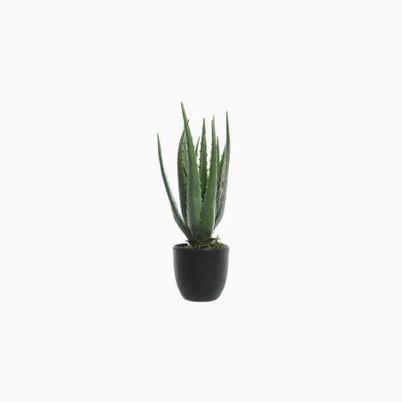 Plante ALOE VERA coloris vert