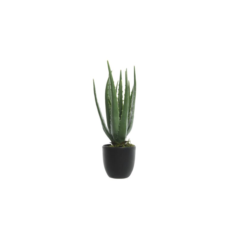 Plante ALOE VERA coloris vert