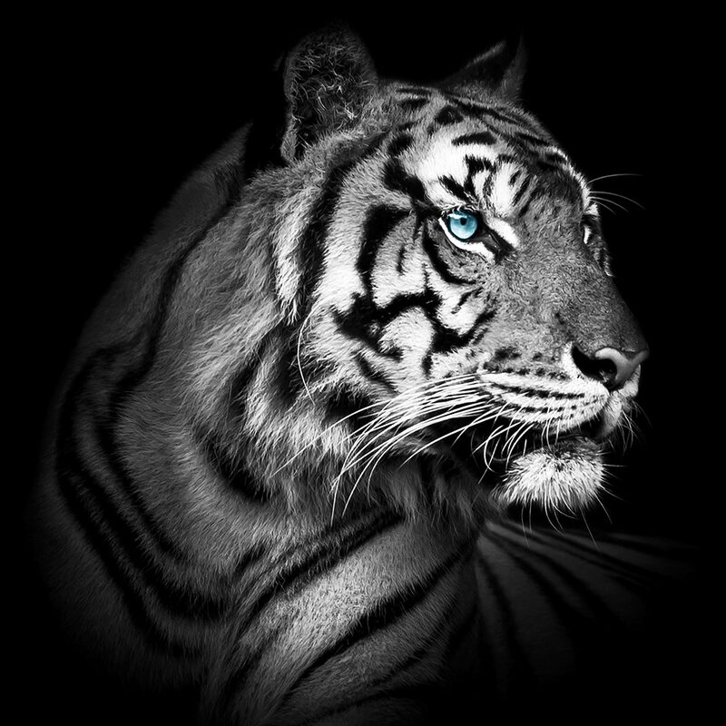 Tableau Tigre Noir et Blanc -  –